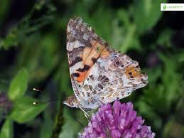 Attēlu rezultāti vaicājumam “Vanessa cardui upperside”