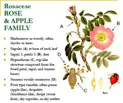 Attēlu rezultāti vaicājumam “Rosaceae”