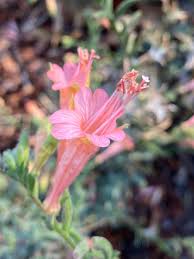 Attēlu rezultāti vaicājumam “Epilobium roseum flower”
