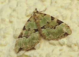 Attēlu rezultāti vaicājumam “Colostygia pectinataria male”