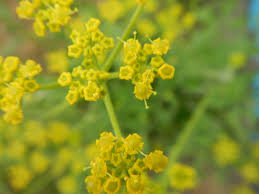 Attēlu rezultāti vaicājumam “Pastinaca sativa subsp. sylvestris flower”