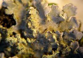 Attēlu rezultāti vaicājumam “Physconia enteroxantha”