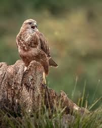 Attēlu rezultāti vaicājumam “Buteo buteo adult”