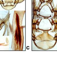 Attēlu rezultāti vaicājumam “Anticollix sparsata”