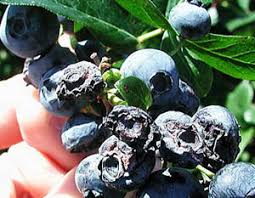 Attēlu rezultāti vaicājumam “Blysmus compressus fruit”