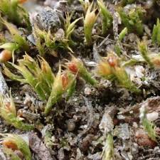 Attēlu rezultāti vaicājumam “Pleuridium subulatum”