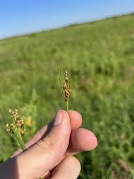Attēlu rezultāti vaicājumam “Juncus gerardii fruit”