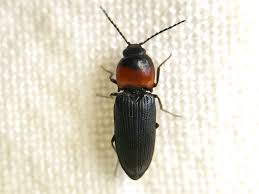 Attēlu rezultāti vaicājumam “Cardiophorus ruficollis”