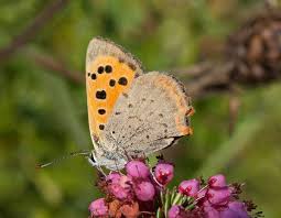 Attēlu rezultāti vaicājumam “Lycaena phlaeas underside”