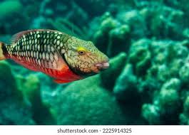 Image result for Sparisoma viride