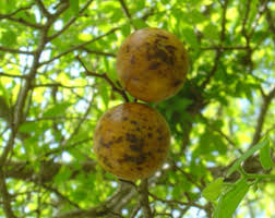 Attēlu rezultāti vaicājumam “Libanotis montana fruit”