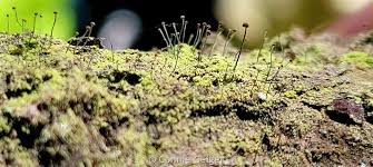 Attēlu rezultāti vaicājumam “Chaenotheca furfuracea”