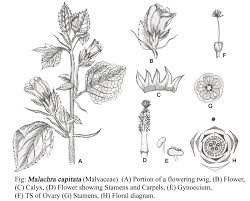 Attēlu rezultāti vaicājumam “Malvaceae”