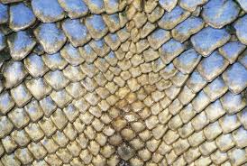 Image result for reptile scales