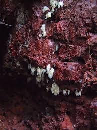 Attēlu rezultāti vaicājumam “Mucronella”