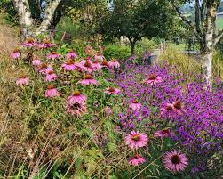 Attēlu rezultāti vaicājumam “Calamagrostis purpurea fruit”