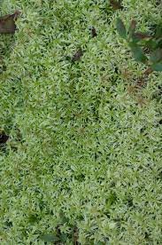 Attēlu rezultāti vaicājumam “Sphagnum squarrosum”