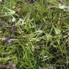 Attēlu rezultāti vaicājumam “Campylopus pyriformis”