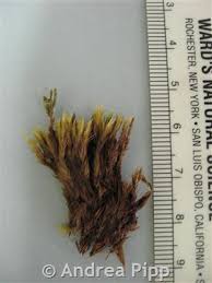 Attēlu rezultāti vaicājumam “Paraleucobryum longifolium”