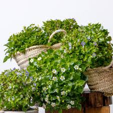 Image result for Exacum affine