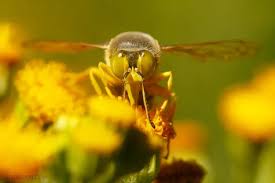 Attēlu rezultāti vaicājumam “Bembix rostrata”