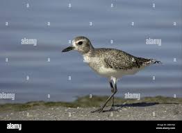 Attēlu rezultāti vaicājumam “Pluvialis squatarola adult”