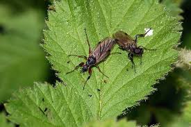 Attēlu rezultāti vaicājumam “Bibionidae female”