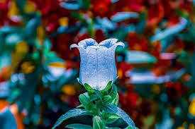 Image result for Marienglockenblumen