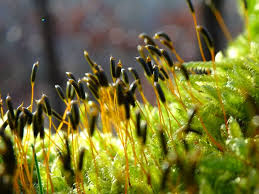 Attēlu rezultāti vaicājumam “Hypnum cupressiforme sporophyte”