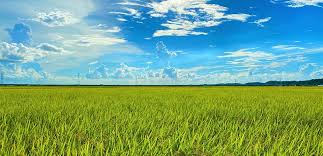 「犬塚雲軒」の画像検索結果