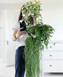 Image result for Alonsoa linearis