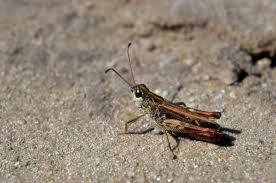 Attēlu rezultāti vaicājumam “Myrmeleotettix maculatus”