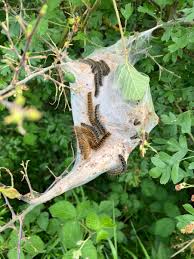 Attēlu rezultāti vaicājumam “Eriogaster lanestris larva”