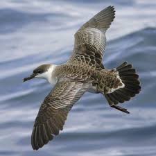 Image result for Puffinus gravis