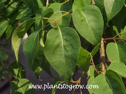 Attēlu rezultāti vaicājumam “Syringa reticulata subsp. amurensis leaf”