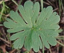 Attēlu rezultāti vaicājumam “Geranium dissectum leaf”