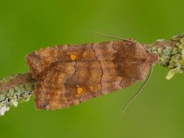 Attēlu rezultāti vaicājumam “Eupsilia transversa”