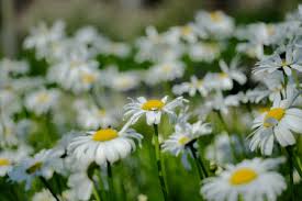Attēlu rezultāti vaicājumam “Leucanthemum vulgare flower”
