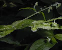 Attēlu rezultāti vaicājumam “Hemitrichia leiotricha stalked”