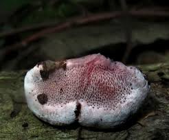 Attēlu rezultāti vaicājumam “Fomitopsis rosea”