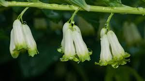 Attēlu rezultāti vaicājumam “Polygonatum odoratum bud”