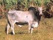 Dewlap - Wikipedia, the free encyclopedia