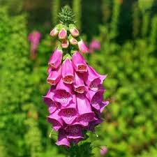 Attēlu rezultāti vaicājumam “Digitalis purpurea”