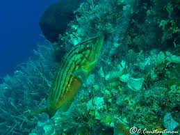 Image result for Epinephelus costae