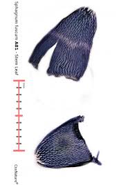 Attēlu rezultāti vaicājumam “Sphagnum angustifolium”