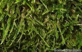 Attēlu rezultāti vaicājumam “Hypnum cupressiforme var. subjulacum”