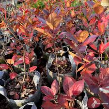 Attēlu rezultāti vaicājumam “Aronia melanocarpa”