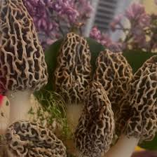 Attēlu rezultāti vaicājumam “Morchella sp.”