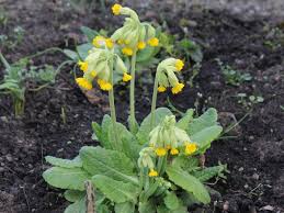 Attēlu rezultāti vaicājumam “Primula veris var. rubra”