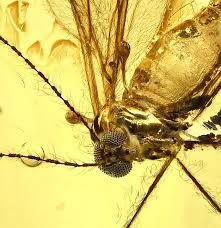 Attēlu rezultāti vaicājumam “Cecidomyiidae”